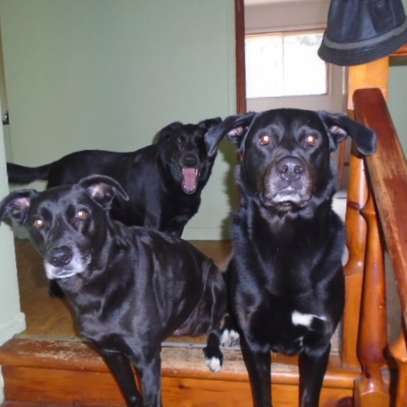 Meet your Posher, Labrador - Picture 2 of 16